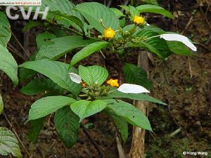 中国植物百科大全最新,中国植物百科大全最新版，中国植物百科大全最新版介绍