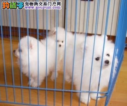 璧山幼犬出售信息最新价格，璧山幼犬市场价全新发布