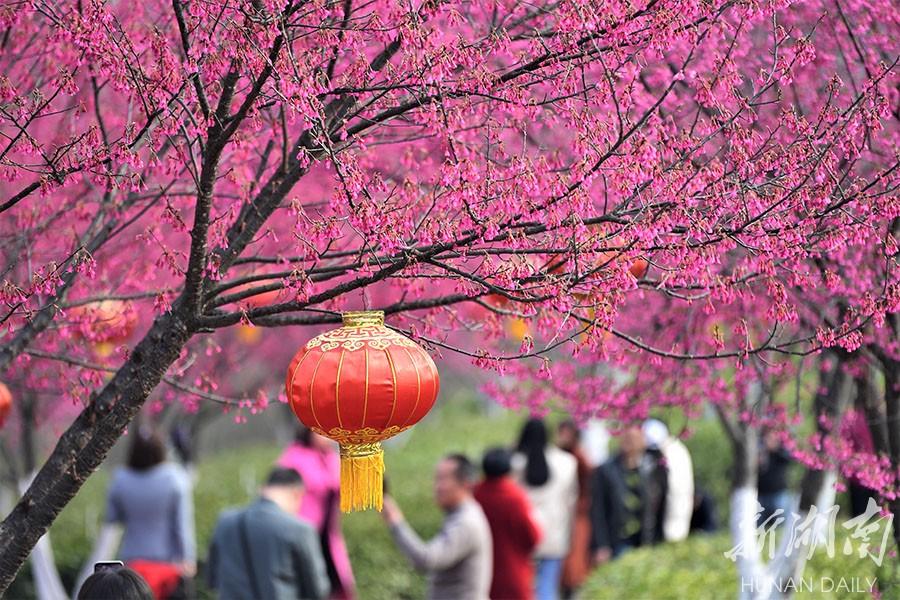 郴州日报曹高林最新消息,郴州日报曹高林最新消息新闻，郴州日报曹高林最新消息揭秘