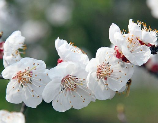 澳门正版梅花诗图，澳门正版梅花诗图，古典韵味与现代风采的完美结合