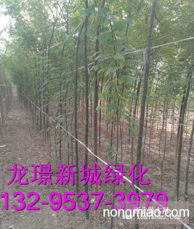 12公分白蜡最新价格，12公分白蜡最新价格行情分析