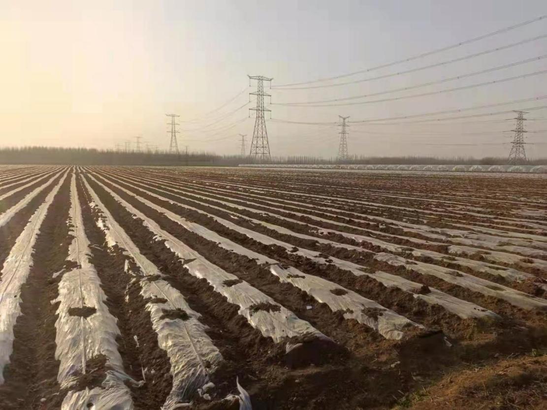 土豆最新价格行情走势,土豆最新价格行情走势山东滕州价格，山东滕州土豆最新价格行情走势分析