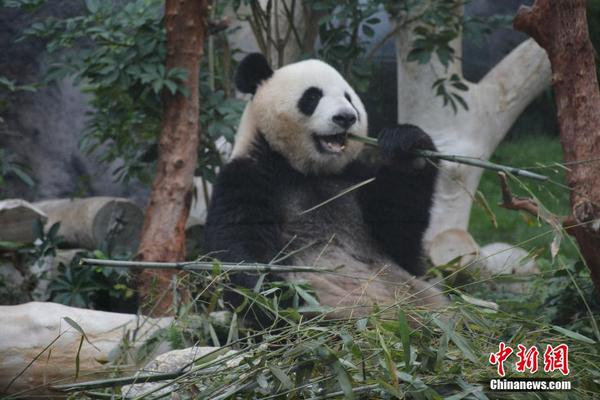 澳门正版资料免费四不像,澳门正版资料四不像0凤凰网，澳门正版资料四不像涉嫌犯罪，警惕免费陷阱，远离非法赌博活动