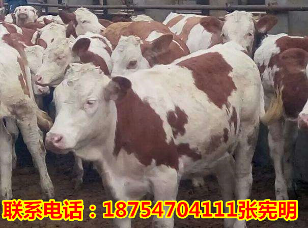 方城肉牛苗价格行情最新,方城肉牛苗价格行情最新消息，方城肉牛苗价格行情最新动态更新，最新消息与价格走势分析