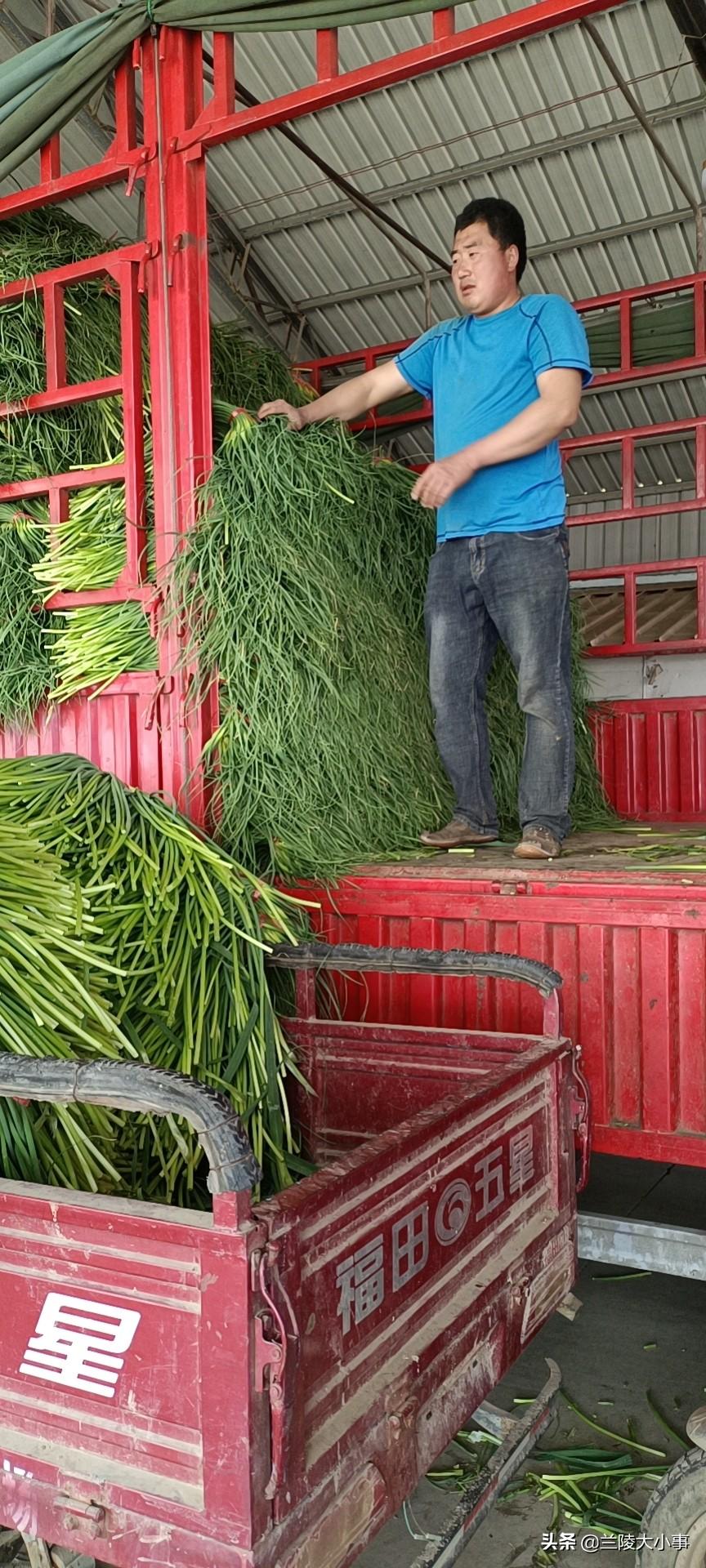 苍山蒜苔最新价格，苍山蒜苔行情最新价格更新