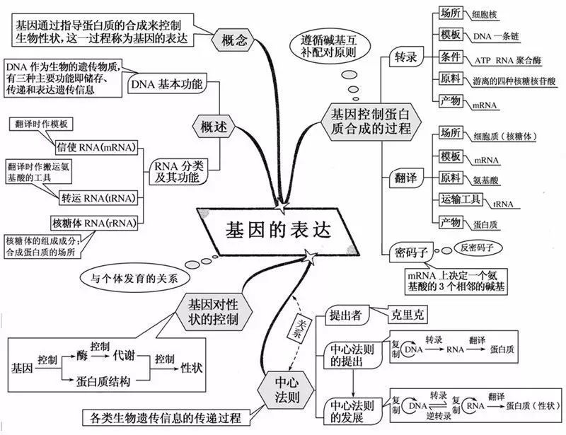 澳门老鼠彩图2021,澳门老鼠彩图，澳门老鼠彩图揭秘，揭秘2021年非法赌博背后的秘密