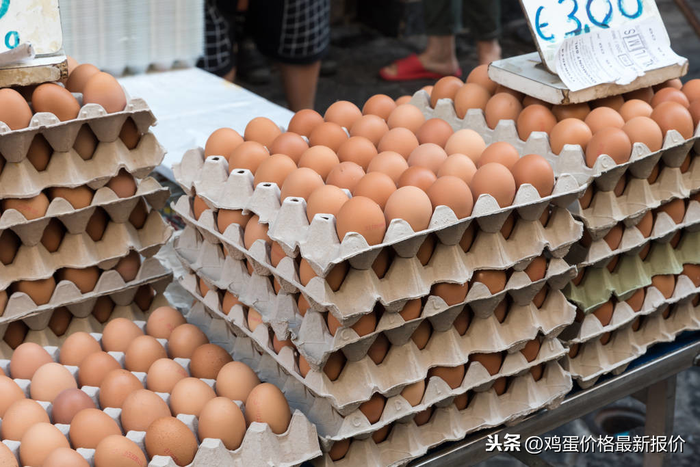 山东今日鸡蛋最新价格，山东今日鸡蛋价格更新