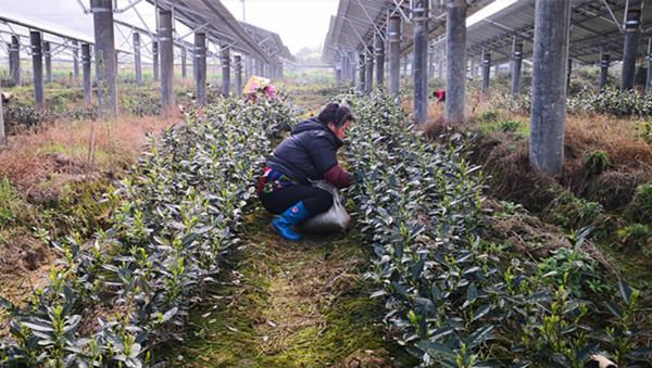 新能源车企谁没上市公司,新能源车企谁没上市公司啊，新能源车企哪些尚未上市？探究未上市公司名单